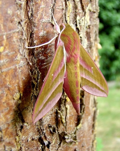 elephant hawkmoth